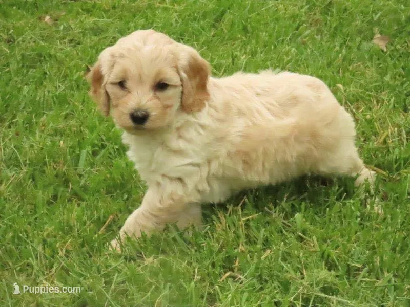 Toy Donut – Miniature Goldendoodle puppy for sale in Flat Rock, IL