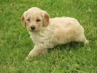 Toy Donut, a male Miniature Goldendoodle for sale in Flat Rock, IL – Photo 1 of 5