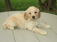 Toy Donut, a male Miniature Goldendoodle for sale in Flat Rock, IL – Photo 3 of 5