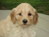Toy Donut, a male Miniature Goldendoodle for sale in Flat Rock, IL – Photo 2 of 5
