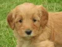 Toy Daisy, a female Miniature Goldendoodle for sale in Flat Rock, IL – Photo 1 of 5