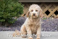 Toy Daisy, a female Miniature Goldendoodle for sale in Flat Rock, IL – Photo 4 of 5