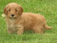Toy Daisy, a female Miniature Goldendoodle for sale in Flat Rock, IL – Photo 2 of 5