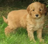 Toy Daisy, a female Miniature Goldendoodle for sale in Flat Rock, IL – Photo 3 of 5