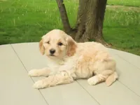 Toy Duke, a male Miniature Goldendoodle for sale in Flat Rock, IL – Photo 2 of 5