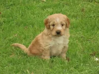 Toy Duke, a male Miniature Goldendoodle for sale in Flat Rock, IL – Photo 3 of 5