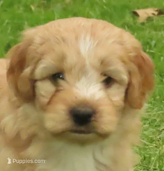 Toy Duke – Miniature Goldendoodle puppy for sale in Flat Rock, IL