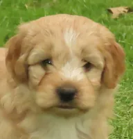 Toy Duke, a male Miniature Goldendoodle for sale in Flat Rock, IL – Photo 1 of 5