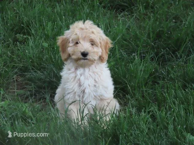 Toy Donut – Miniature Goldendoodle puppy for sale in Flat Rock, IL