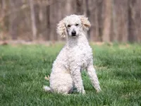 Toy Dixie, a female Miniature Goldendoodle for sale in Flat Rock, IL – Photo 5 of 5