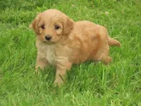 Toy Dixie, a female Miniature Goldendoodle for sale in Flat Rock, IL – Photo 2 of 5