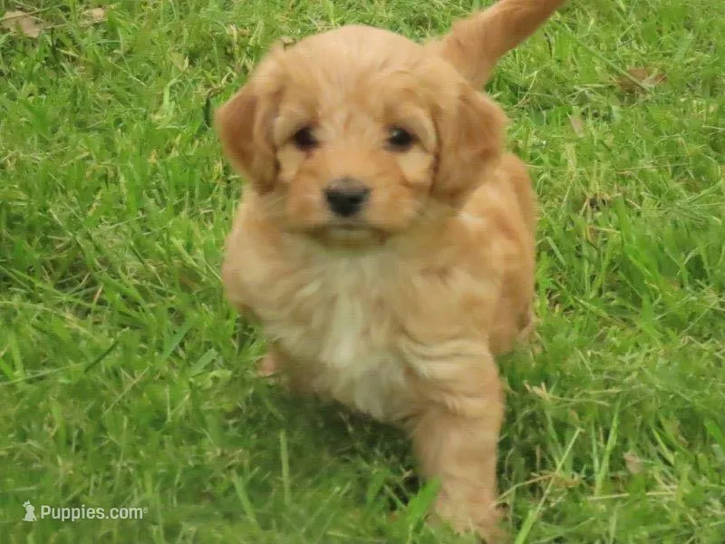 Toy Dixie – Miniature Goldendoodle puppy for sale in Flat Rock, IL