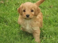 Toy Dixie, a female Miniature Goldendoodle for sale in Flat Rock, IL – Photo 1 of 5