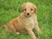 Toy Dixie, a female Miniature Goldendoodle for sale in Flat Rock, IL – Photo 3 of 5