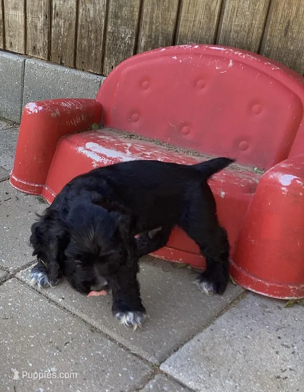 Jacob – Cocker Spaniel puppy for sale in Caddo, OK