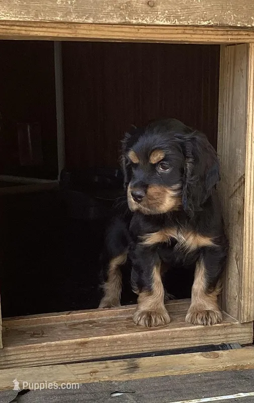 Judge – Cocker Spaniel puppy for sale in Caddo, OK