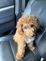 Truce, a male Miniature Goldendoodle for sale in Chicago, IL – 3 of 4