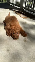 Truce, a male Miniature Goldendoodle for sale in Chicago, IL – 2 of 4