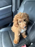 Truce, a male Miniature Goldendoodle for sale in Chicago, IL – 4 of 4