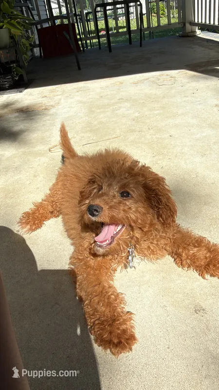 Truce – Miniature Goldendoodle puppy for sale in Chicago, IL