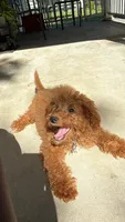 Truce, a male Miniature Goldendoodle for sale in Chicago, IL – 1 of 4