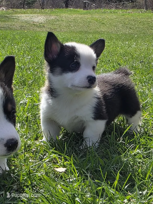AKC Pembroke Welsh Corgi – Pembroke Welsh Corgi puppy for sale in Spooner, WI