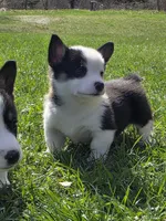 AKC Pembroke Welsh Corgi, a male Pembroke Welsh Corgi for sale in Spooner, WI – Photo 1 of 5