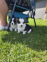 AKC Pembroke Welsh Corgi, a male Pembroke Welsh Corgi for sale in Spooner, WI – Photo 4 of 5