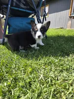AKC Pembroke Welsh Corgi, a male Pembroke Welsh Corgi for sale in Spooner, WI – Photo 5 of 5