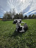 AKC Pembroke Welsh Corgi, a male Pembroke Welsh Corgi for sale in Spooner, WI – Photo 3 of 5