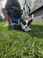 AKC Pembroke Welsh Corgi, a male Pembroke Welsh Corgi for sale in Spooner, WI – Photo 2 of 5