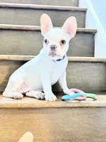 Coco, a female French Bulldog for sale in Addison, IL – 1 of 1