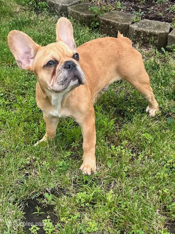 Chapo – French Bulldog puppy for sale in Addison, IL