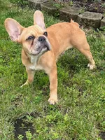 Chapo, a male French Bulldog for sale in Addison, IL – 1 of 1