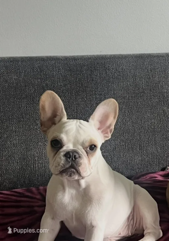 Luna – French Bulldog puppy for sale in Addison, IL