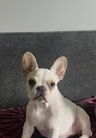 Luna, a female French Bulldog for sale in Addison, IL – 1 of 1