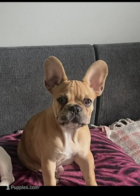 Chapo – French Bulldog puppy for sale in Addison, IL