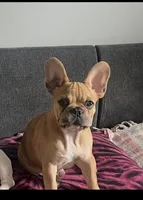 Chapo, a male French Bulldog for sale in Addison, IL – 1 of 1