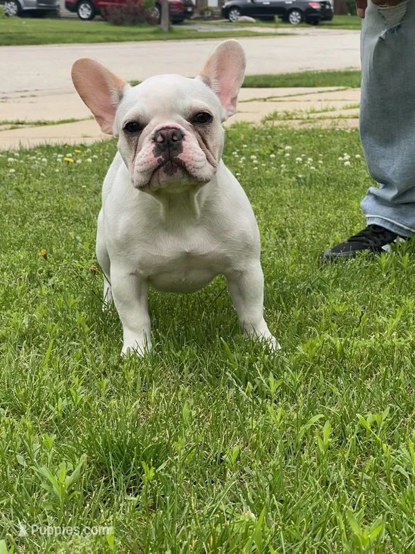 Luna – French Bulldog puppy for sale in Addison, IL
