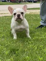 Luna, a female French Bulldog for sale in Addison, IL – 1 of 1