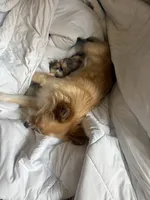 Luise, a female Chihuahua for sale in Thomasville, NC – Photo 4 of 10