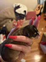 Luise, a female Chihuahua for sale in Thomasville, NC – Photo 7 of 10