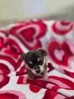 Luise, a female Chihuahua for sale in Thomasville, NC – Photo 2 of 10