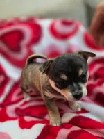 Luise, a female Chihuahua for sale in Thomasville, NC – Photo 1 of 10