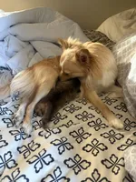 Luise, a female Chihuahua for sale in Thomasville, NC – Photo 8 of 10