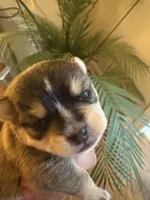 Luise, a female Chihuahua for sale in Thomasville, NC – Photo 6 of 10