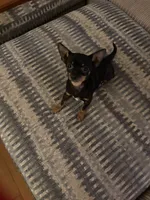 Luise, a female Chihuahua for sale in Thomasville, NC – Photo 10 of 10