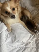 Luise, a female Chihuahua for sale in Thomasville, NC – Photo 5 of 10