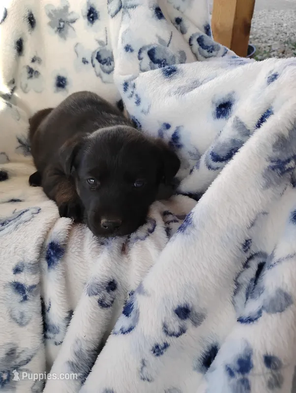 Sally  – Siberian Husky, Labrador Retriever puppy for sale in Westcliffe, CO