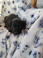 Sally , a female Siberian Husky and Labrador Retriever for sale in Westcliffe, CO – 1 of 1